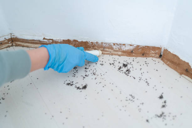 Best Wasp Removal Services  in Boynton Beach, FL