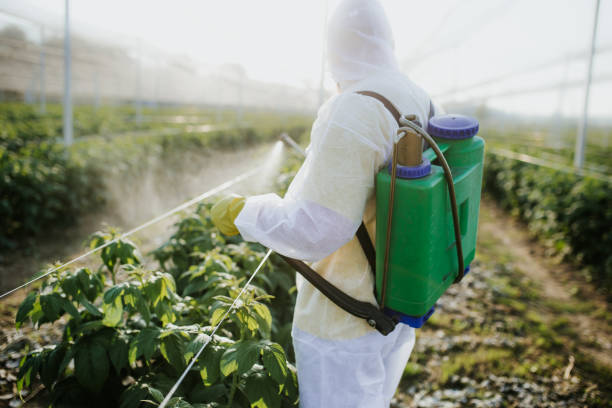 Best Pest Removal Services  in Boynton Beach, FL